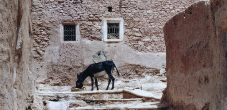 morocco-environment-charter-donkey-photo-500x3451.jpg