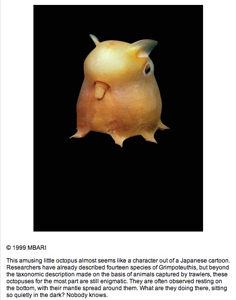 strange japanese octpus