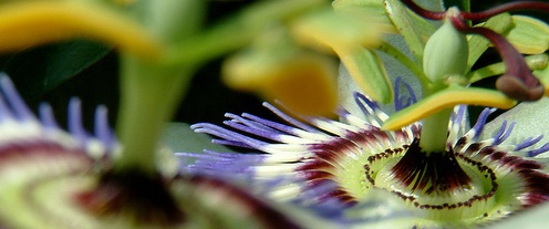passion fruit flower calms anxiety