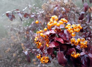 Iran's New Year "Nowruz" An Ecological Bridge To Connect The Middle East?