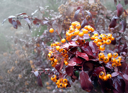 Iran's New Year "Nowruz" An Ecological Bridge To Connect The Middle East?