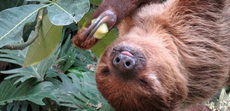 sloth-slow-food-slowfood-greenprophet1.jpg