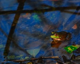 Independence or Interdependence? Both Are Vital for Survival