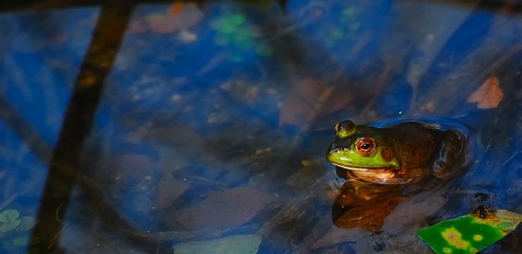 star-david-israel-water-frog3.jpg