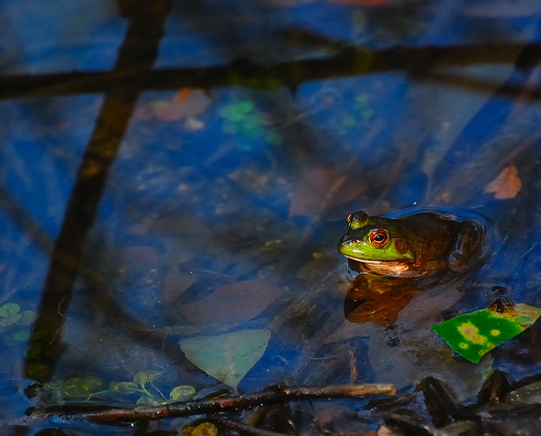 Independence or Interdependence? Both Are Vital for Survival