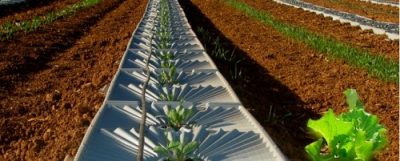 Tal Ya trays make water from dew