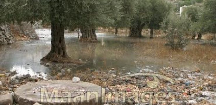 water-olive-grove-bethlehem2.jpg