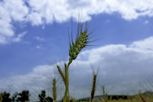 Organic Whole Wheat Bread for Harvest Time and Shavuot