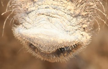 Swine Flu and The Future of Israeli Pigs – Domestic and "Wild"