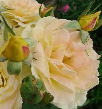 Make Soothing, Sensual Rosewater