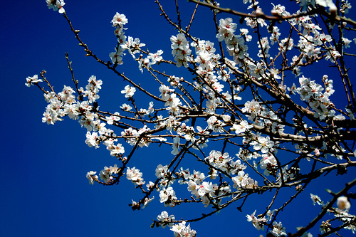 almond tree in the sky
