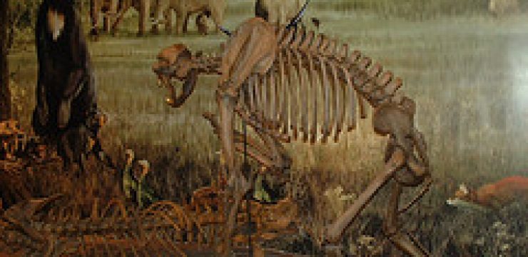ancient-bear-skeleton.jpg
