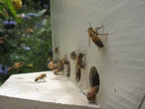 Honey Is Bittersweet In The Middle East