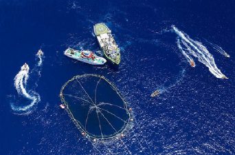 Clash Between Greenpeace Activists and Bluefish Tuna Fishermen in the Med Sea