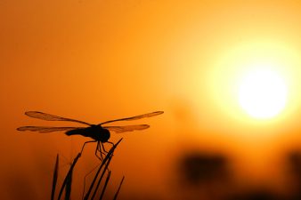 3GSolar (Orion Solar) Creates Dye Electricity