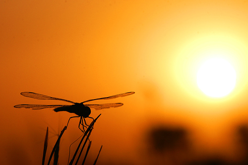 3GSolar (Orion Solar) Creates Dye Electricity