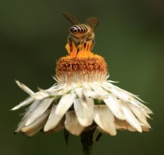 The Healing Powers of Honey