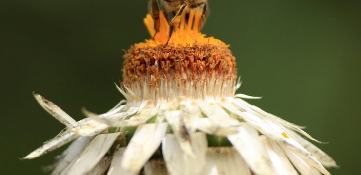 honey-bee-flower-image.jpg