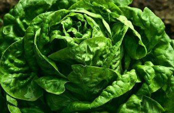 Vegetarians Hit the Streets of Jordan Wearing Lettuce