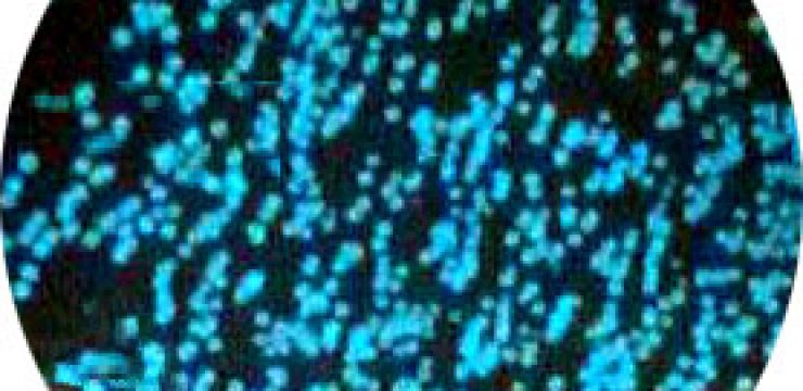 luminescent-bacteria-checklight.jpg