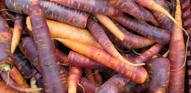 purplecarrot.jpg