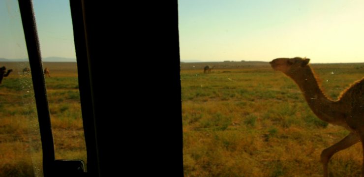 syria-camel-desert-drought.jpg