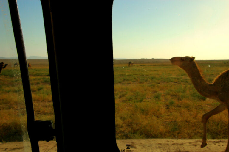 Syria on Track to Becoming Irreversible Desert