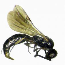 New Beetle And Wasp Species Discovered In Dubai's Wadi Wurayah Protected Area