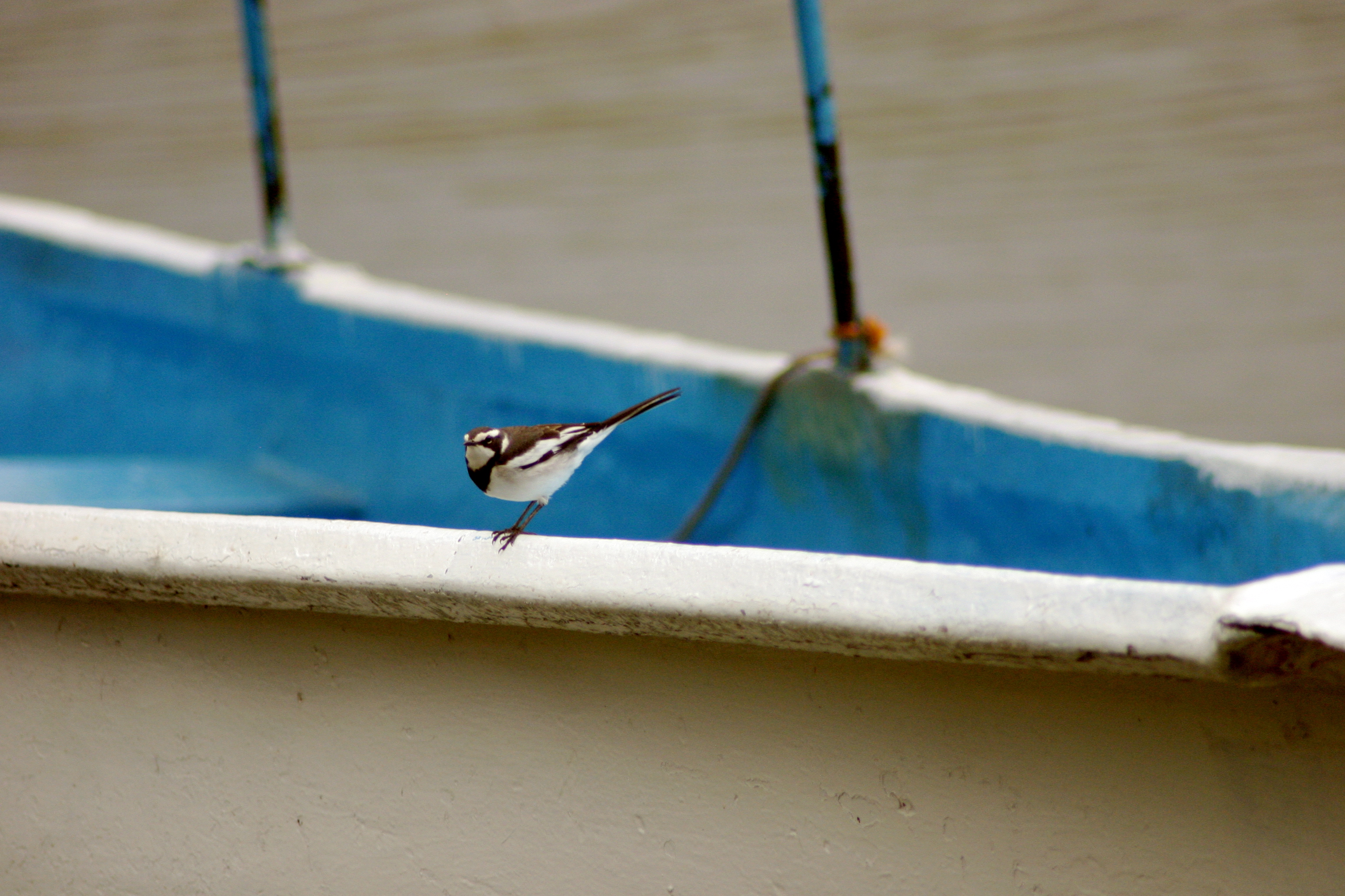 black-and-white-bird 