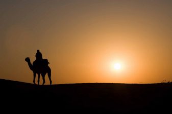 UAE To Export Camel-icious Milk To The West