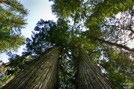 cedar trees in turkey