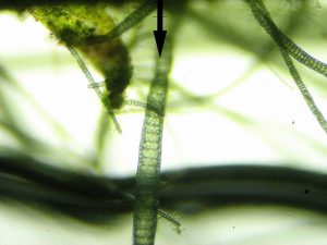 Blue-Green Algae’s Slimy Tricks Revealed