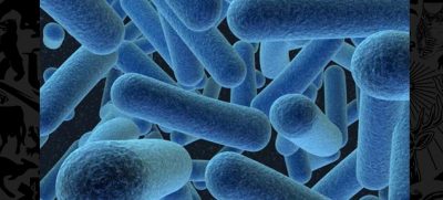 This Oil Munching Bacteria Could Clean What BP’s Left Behind