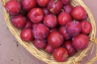 RECIPE: Compote, A Cool Healthy Dessert For Summer