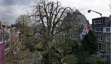 Anne Frank’s Tree – The Chestnut Tree – Finally Falls