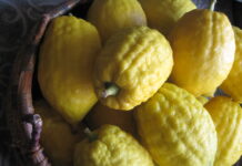 image-etrog-citron