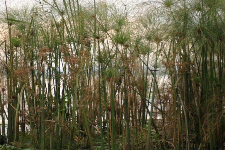 Egypt To Re-Think Wastewater Treatment At Upcoming Conference