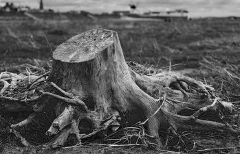 Are Bedouins Cutting Down Trees As A Form of Political Protest?