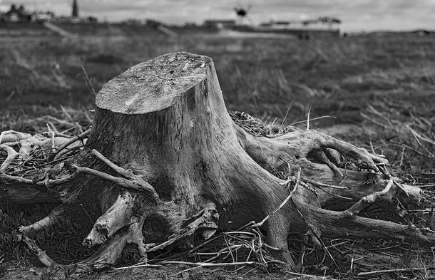 Are Bedouins Cutting Down Trees As A Form of Political Protest?