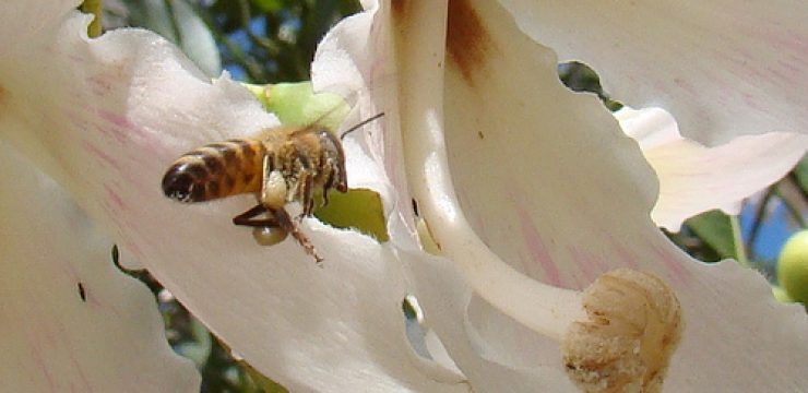 bee-in-flower.jpg