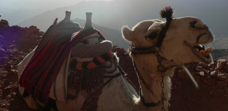 camel-mount-sinai.jpg