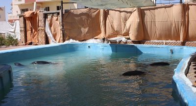 4 dolphins imprisoned in Egyptian backyard pool
