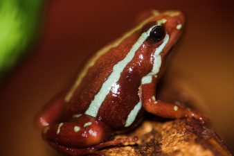Swab A Frog For Good Health – But Not At Home