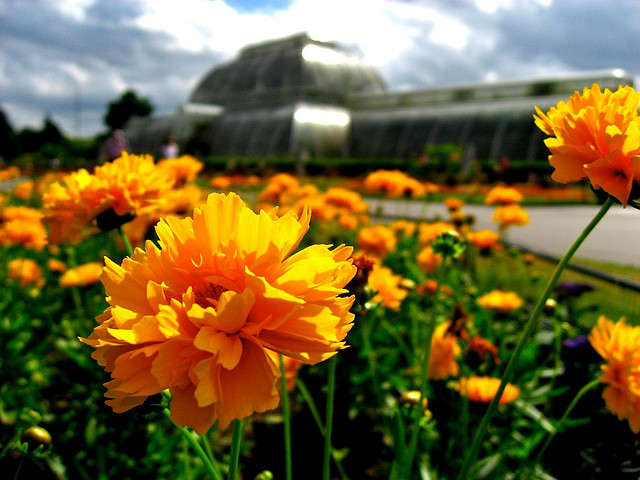 The Tomato Has 790 Names! Scientists Have Culled A Few