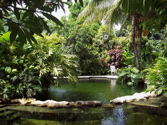 ecological-pool-with-plants