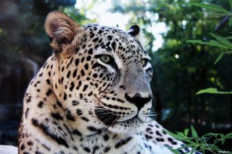 Where Have All The Iranian Leopards Gone?