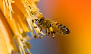 Israel Cleantech Intelligence: Israeli Bees and 7 More Headlines