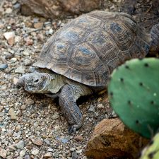 California Desert Tortoises Will Be Relocated To Make Room For BrightSource Energy Plant