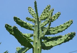 Middle East Environment Peace Challenged In Israel