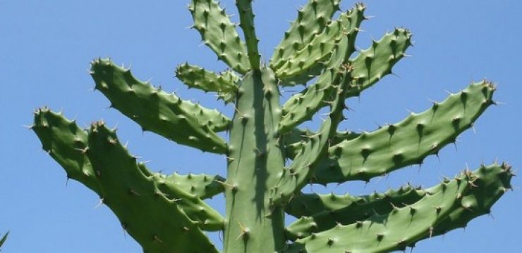treehugger-cactus-israel.jpg